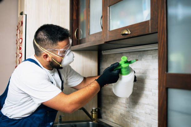 Wasp Removal Services in Whiteville, TN
