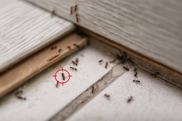 Trusted Whiteville, TN Pest Control Experts