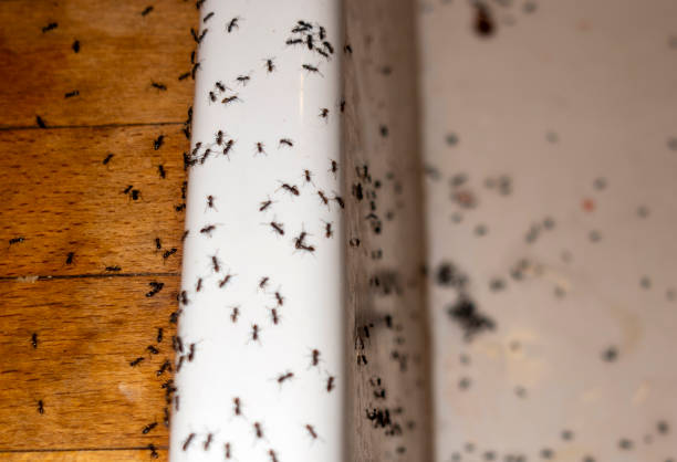 Best Residential Pest Control  in Whiteville, TN