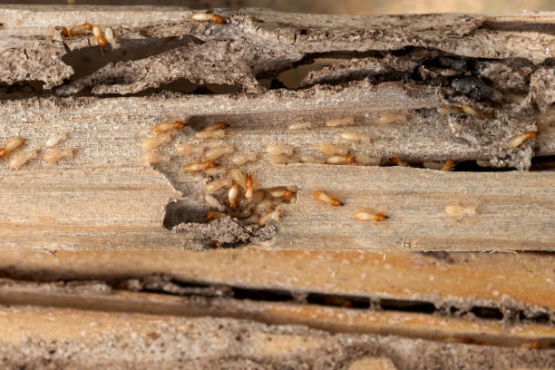 Best Termite Control Services  in Whiteville, TN